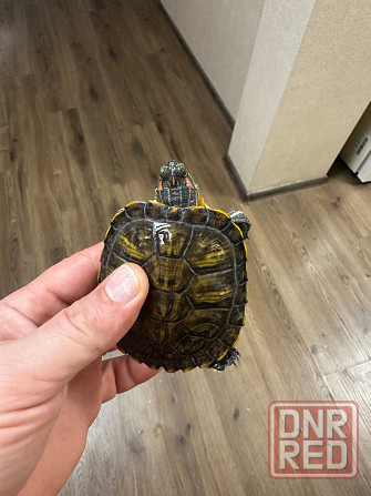 Продам двух черепах. Донецк - изображение 1