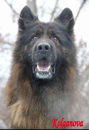 Немецкая овчарка Донецк