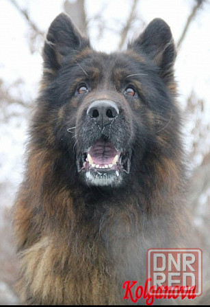 Немецкая овчарка Донецк - изображение 1