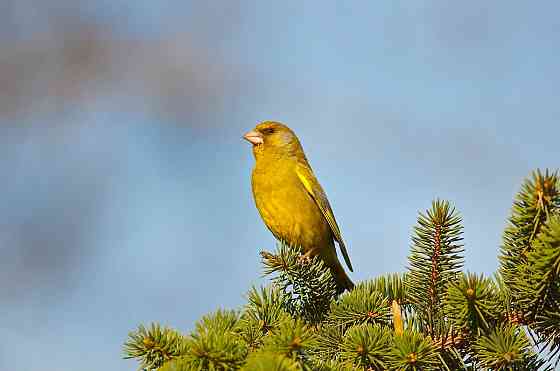 Певчие птицы Макеевка
