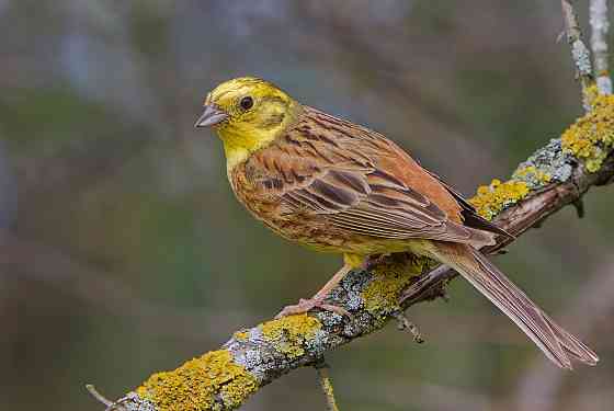 Певчие птицы Макеевка