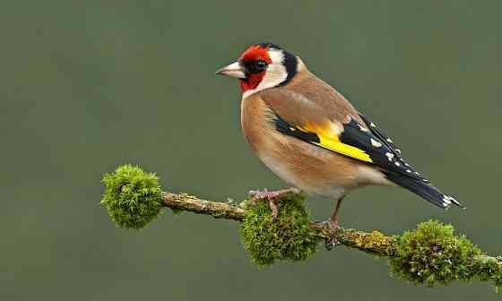 Певчие птицы Макеевка