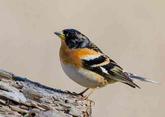 Певчие птицы Макеевка