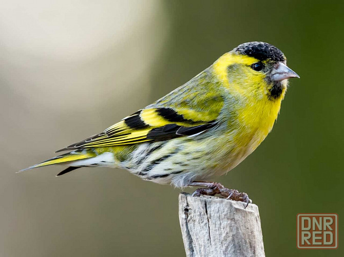 Певчие птицы Макеевка - изображение 2