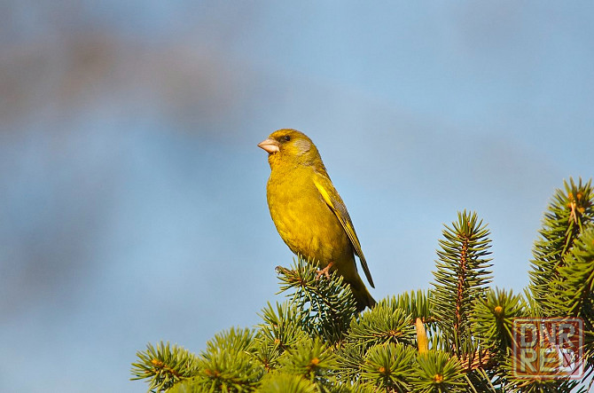 Певчие птицы Макеевка - изображение 5