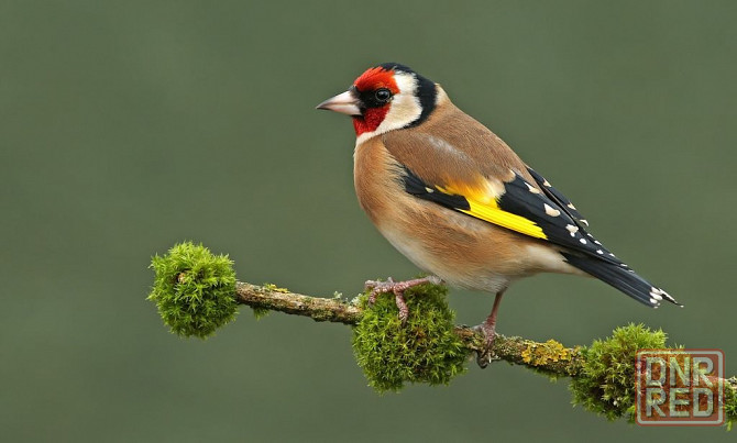 Певчие птицы Макеевка - изображение 1