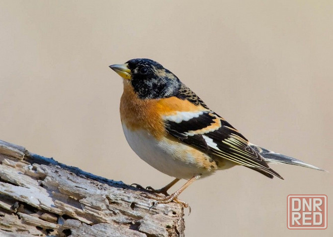 Певчие птицы Макеевка - изображение 4