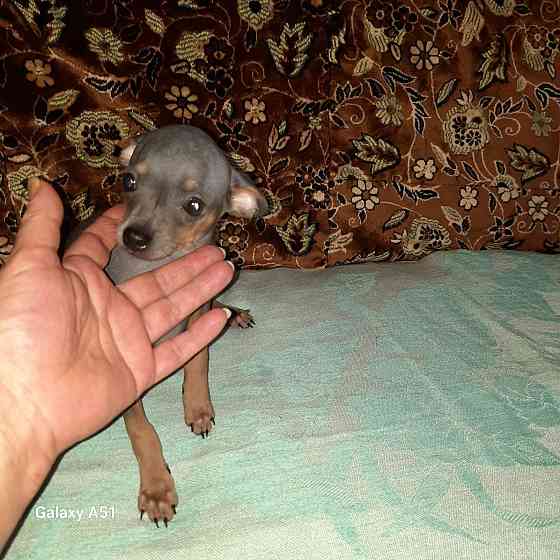 Щенки Русского той терьера Донецк Донецк