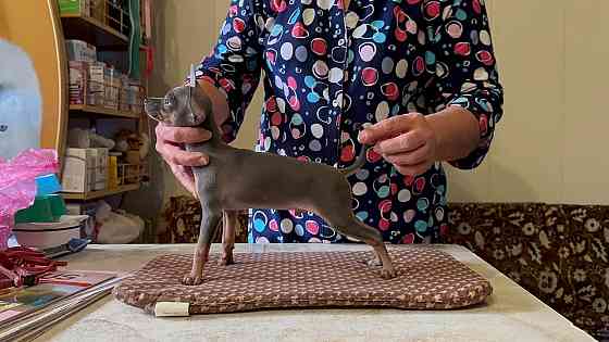 Щенки Русского той терьера Донецк Донецк