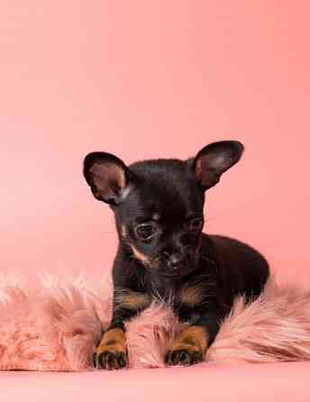 Щенки Русского той терьера Донецк Донецк