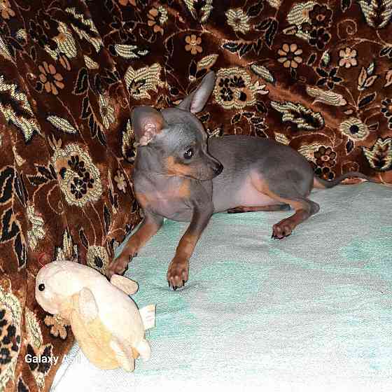 Щенки Русского той терьера Донецк Донецк