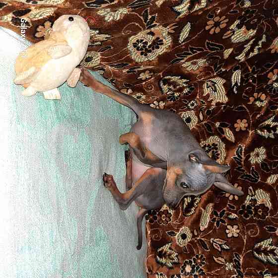 Щенки Русского той терьера Донецк Донецк