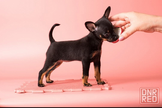 Щенки Русского той терьера Донецк Донецк - изображение 6