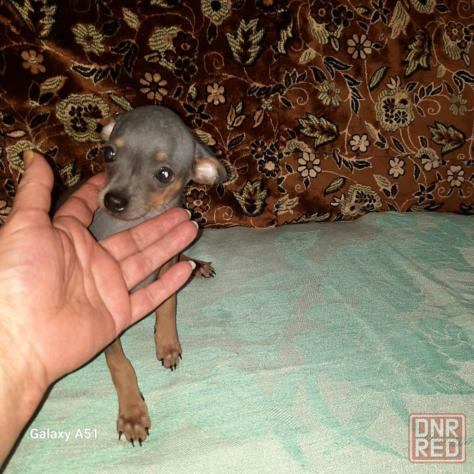 Щенки Русского той терьера Донецк Донецк - изображение 3