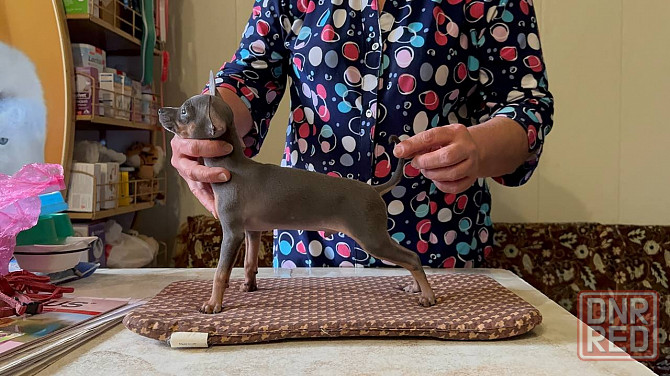 Щенки Русского той терьера Донецк Донецк - изображение 4