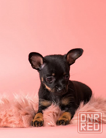 Щенки Русского той терьера Донецк Донецк - изображение 5