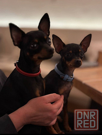 Щенки Русского той терьера Донецк Донецк - изображение 7