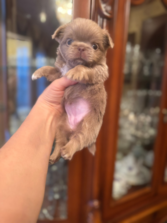 Чихуахуа Донецк