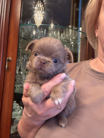 Чихуахуа Донецк