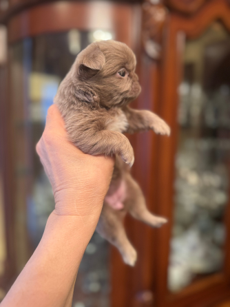 Чихуахуа Донецк