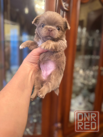 Чихуахуа Донецк - изображение 1