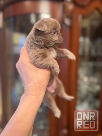 Чихуахуа Донецк - изображение 3