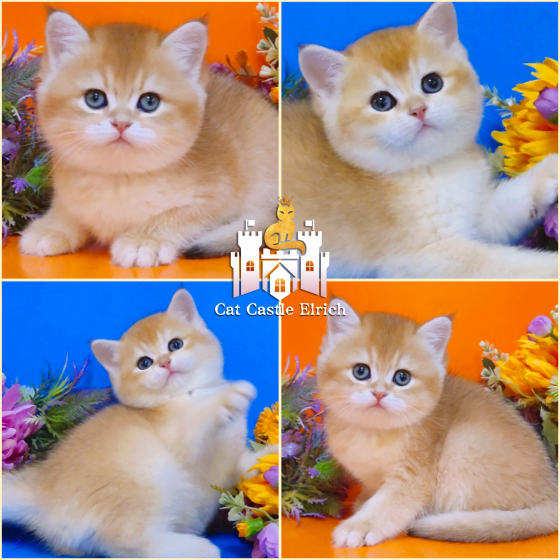 Шикарные британские котята к новому году Донецк