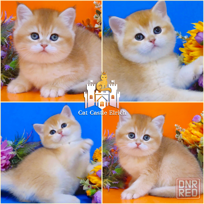 Шикарные британские котята к новому году Донецк - изображение 1