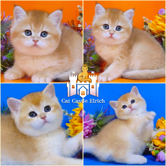 Британские золотые котята к новому году Луганск