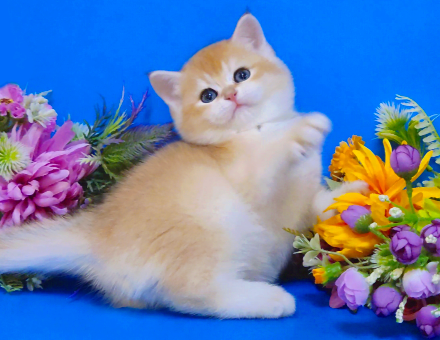 Британские котята - подарок к новому году Мариуполь