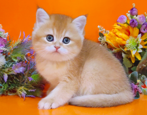 Британские котята - подарок к новому году Мариуполь