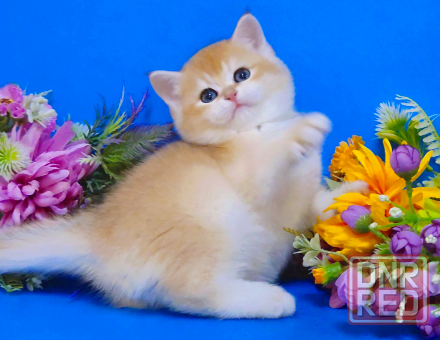 Британские котята - подарок к новому году Мариуполь - изображение 3