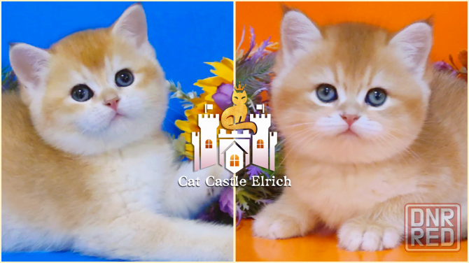 Британские котята - подарок к новому году Мариуполь - изображение 1