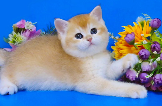 Очаровательные британские золотые котята Мелитополь