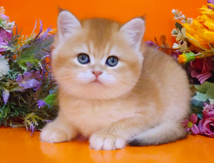 Очаровательные британские золотые котята Мелитополь