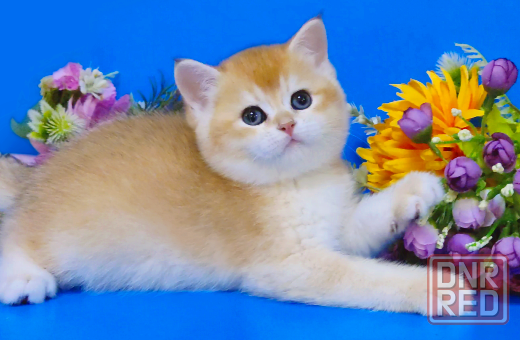 Очаровательные британские золотые котята Мелитополь - изображение 3