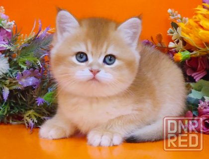 Очаровательные британские золотые котята Мелитополь - изображение 2