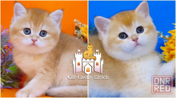 Очаровательные британские золотые котята Мелитополь - изображение 1