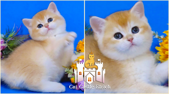 Британские котята - новогодние чудеса Макеевка