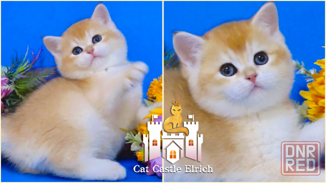 Британские котята - новогодние чудеса Макеевка - изображение 2