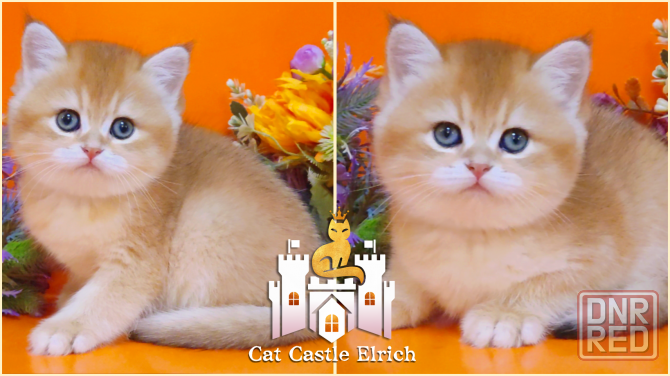 Британские котята - новогодние чудеса Макеевка - изображение 1