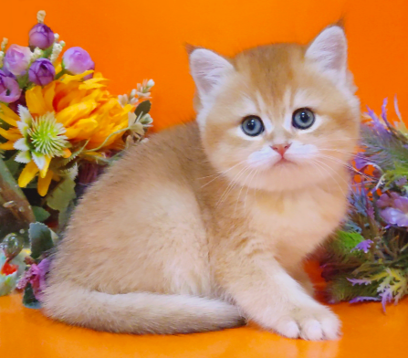 Британские малыши - котята в новый год Шахтерск