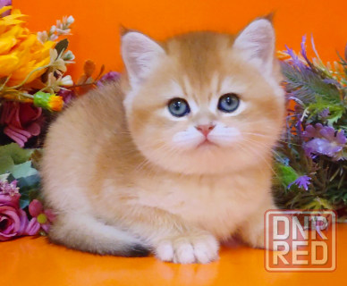 Британские малыши - котята в новый год Шахтерск - изображение 1