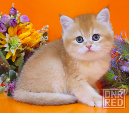 Британские малыши - котята в новый год Шахтерск - изображение 2