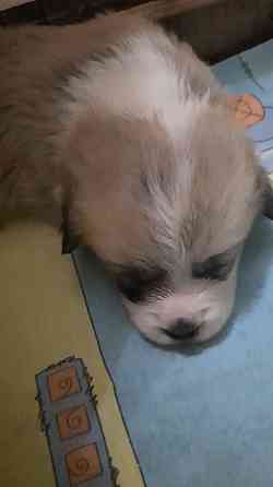 Щенки Вельш Корги Пемброк Донецк Донецк