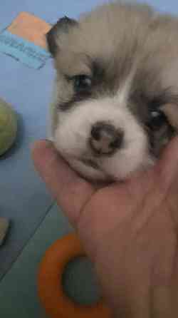 Щенки Вельш Корги Пемброк Донецк Донецк