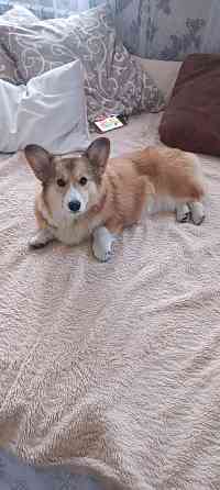 Щенки Вельш Корги Пемброк Донецк Донецк