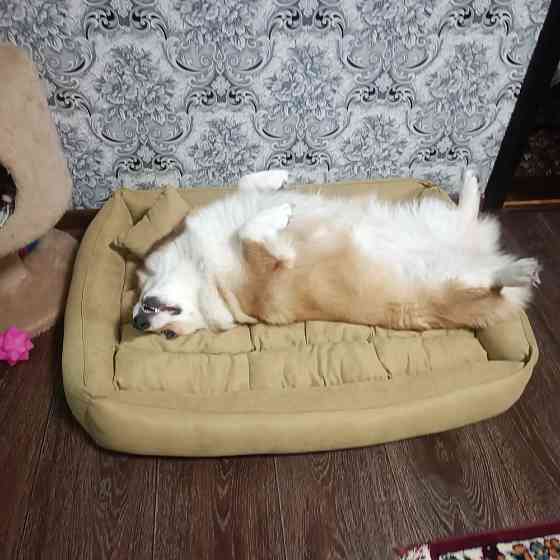 Щенки Вельш Корги Пемброк Донецк Донецк