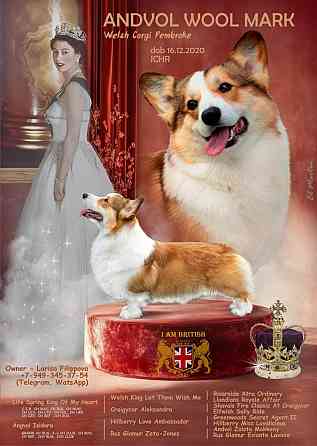 Щенки Вельш Корги Пемброк Донецк Донецк