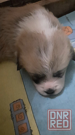 Щенки Вельш Корги Пемброк Донецк Донецк - изображение 2